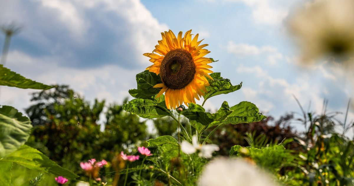 421228_Sunflower_Mathias_